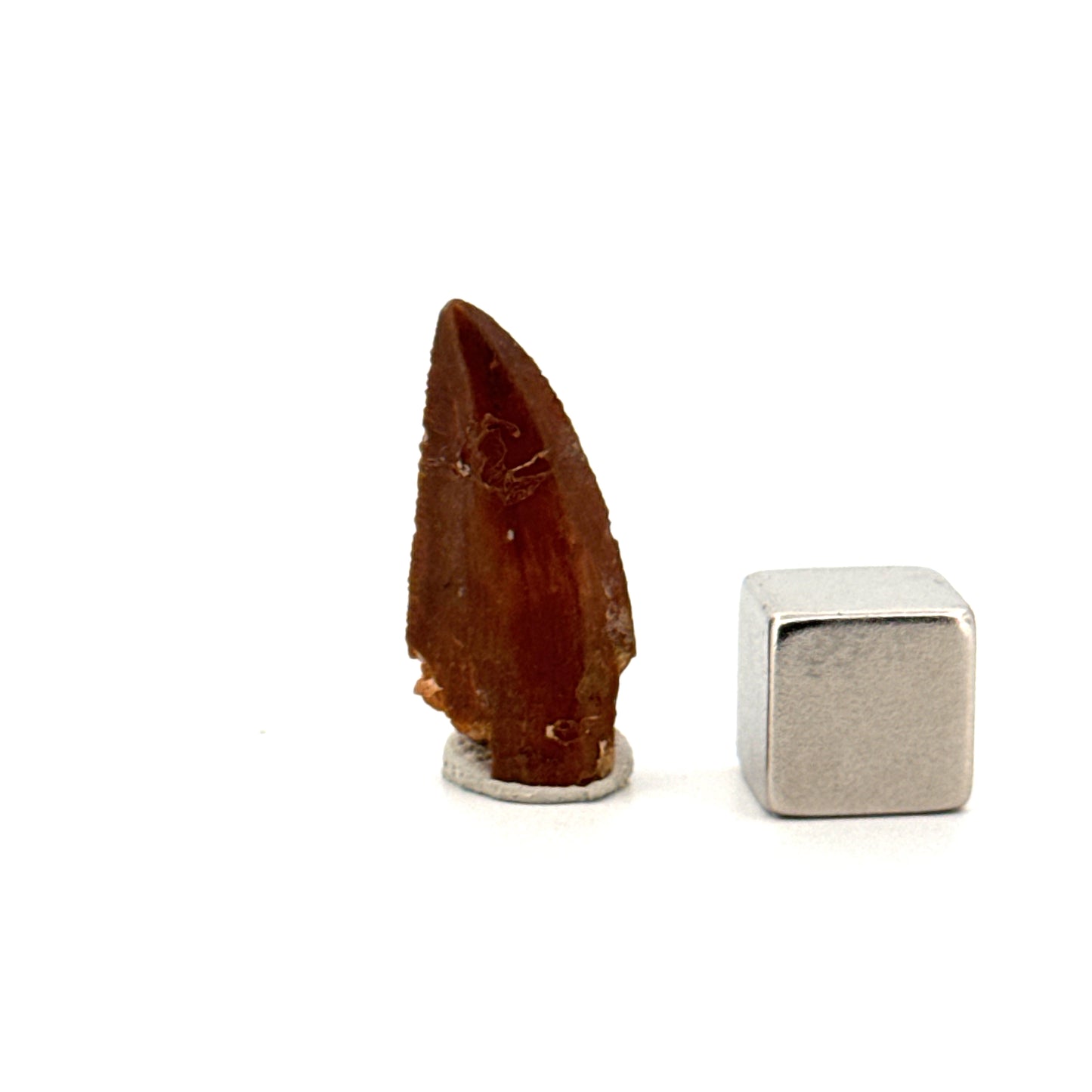 Abelisaurid fossil dinosaur tooth from Kem Kem, Morocco (0.94")