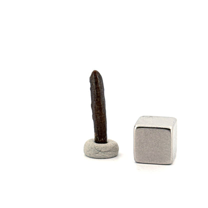 Nigersaurus taqueti Fossil Sauropod Tooth from Cretaceous, Niger (0.78")