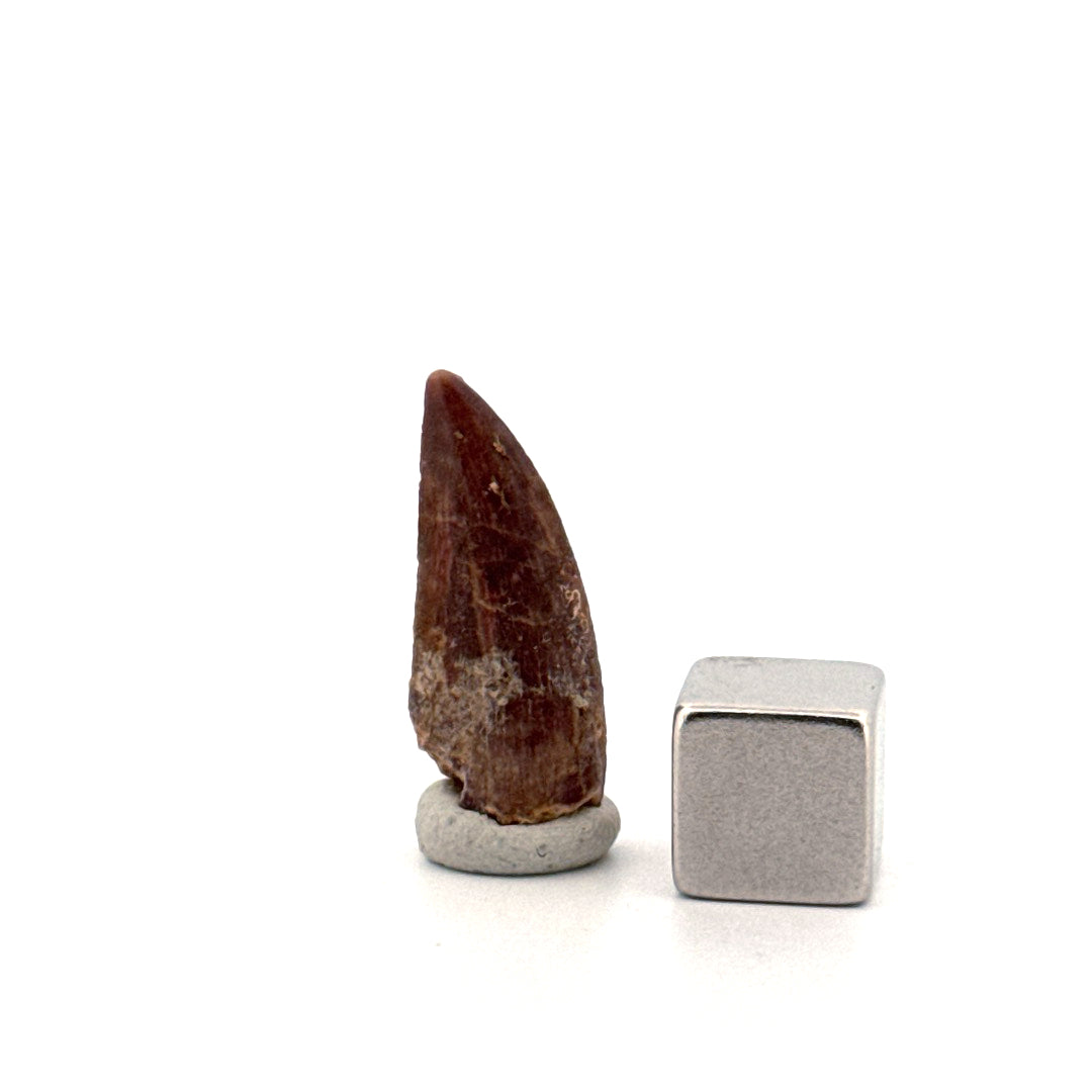 Kryptops palaios Fossil Dinosaur Tooth from Cretaceous, Niger (0.92")