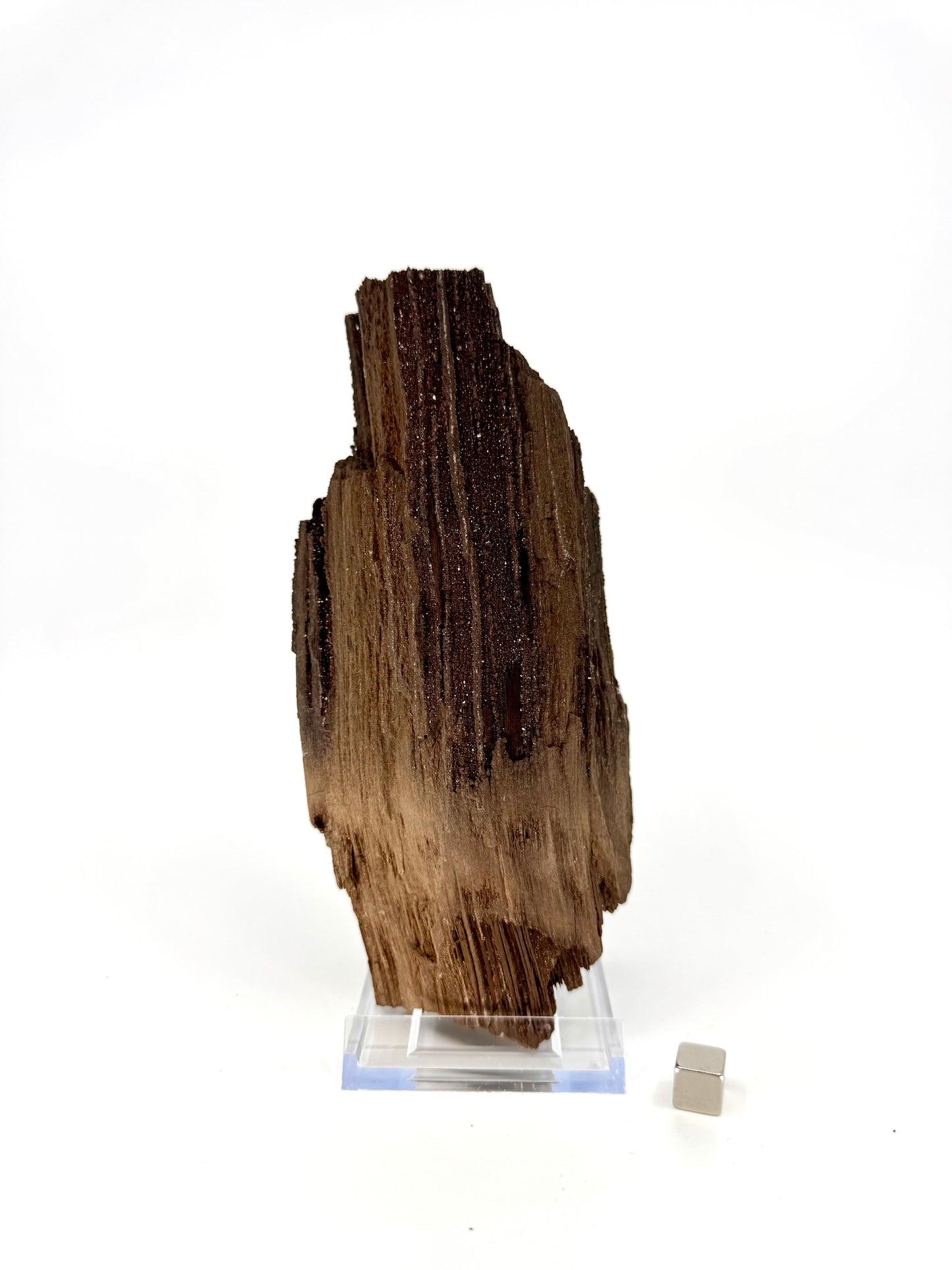 Groot stuk gepermineraliseerd hout bedekt met druzykwarts uit het Eoceen, Duitsland (669 Gram)
