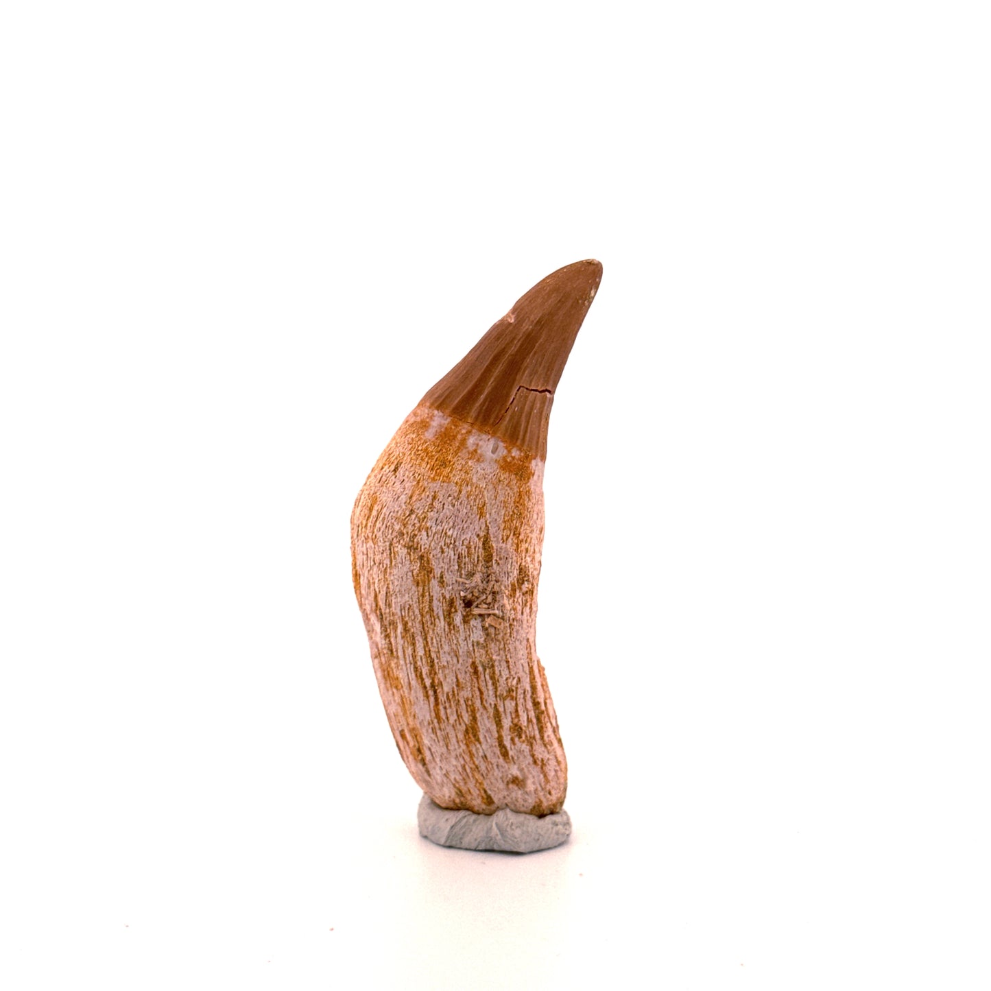 Gavialimimus almaghribensis Mosasaurus tand, Laat Krijt, Marokko (2.29 inch)