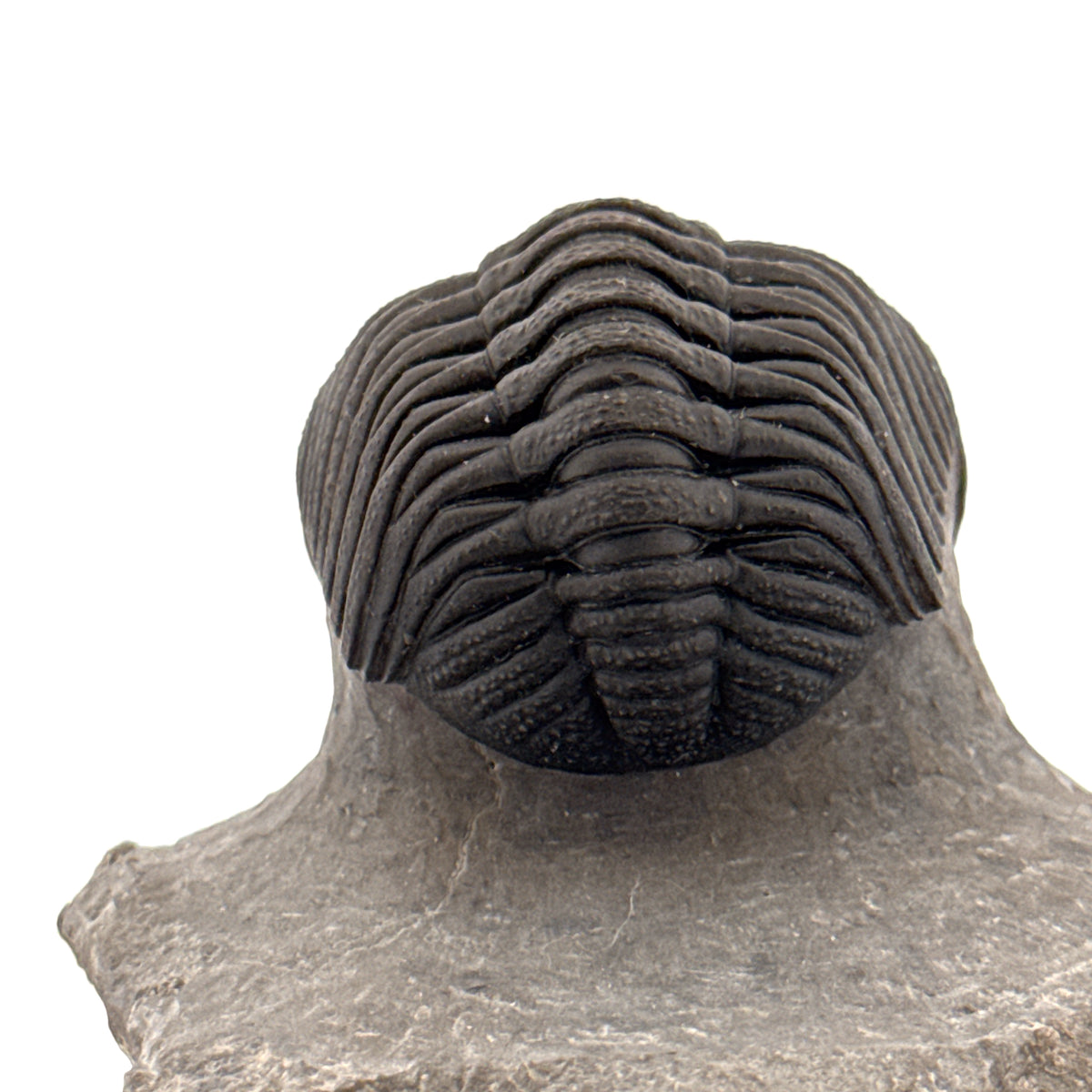 Large Devonian Phacopid Trilobite from Morocco | 2.90"