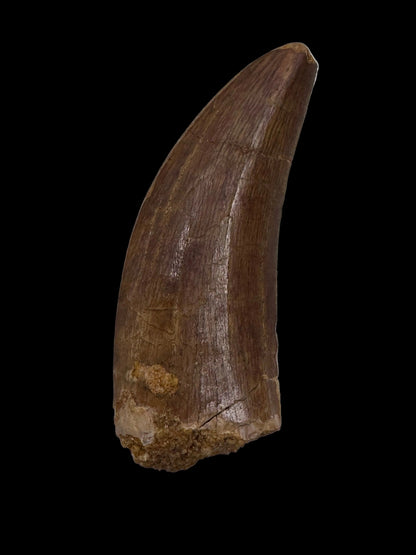 Carcharodontosaurus fossiele tand, Krijt dinosaurus tand uit Kem Kem Beds, Marokko (1,93 inch)