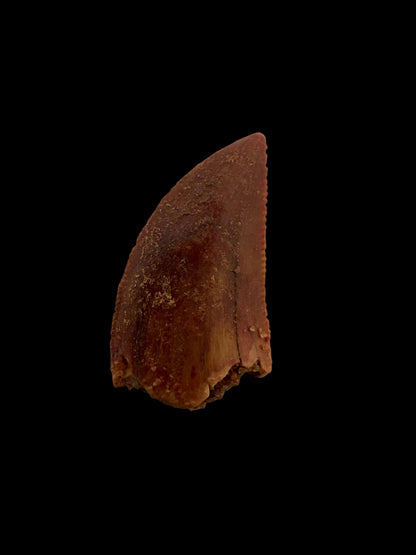 Fossiele tand van een Abelisauride dinosaurus uit Kem Kem, Marokko (0,51 inch)