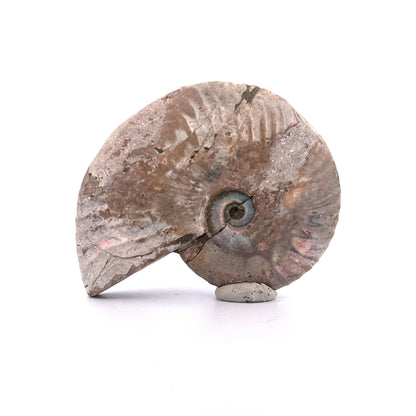 Iriserende ammoniet uit het Krijt, Madagaskar | 2,95 inch)