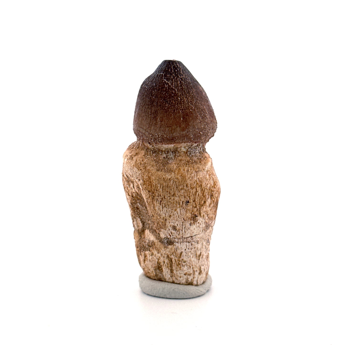 Globidens phosphaticus tooth with natural root from Cretaceous, Morocco (2.39")