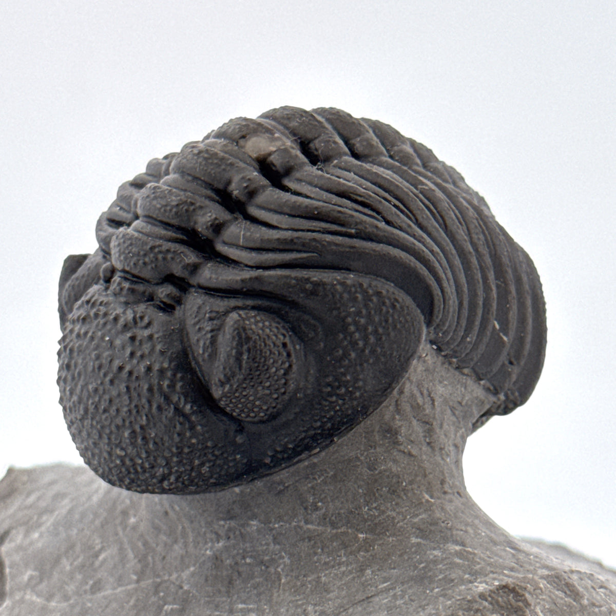 Large Devonian Phacopid Trilobite from Morocco | 2.90"
