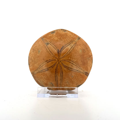 Pygurus Marmonti, zee-egel uit het Jura, Madagaskar (2.79 inch)