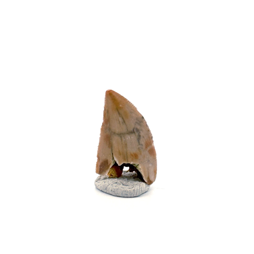 Majungasaurus Dinosaur Tooth from Late Cretaceous, Madagascar (0.86")