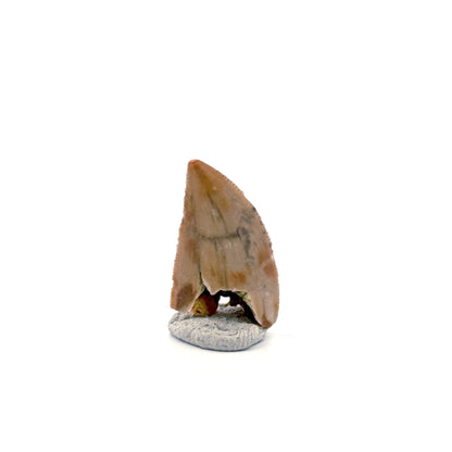 Majungasaurus Dinosaur Tooth from Late Cretaceous, Madagascar (0.86")