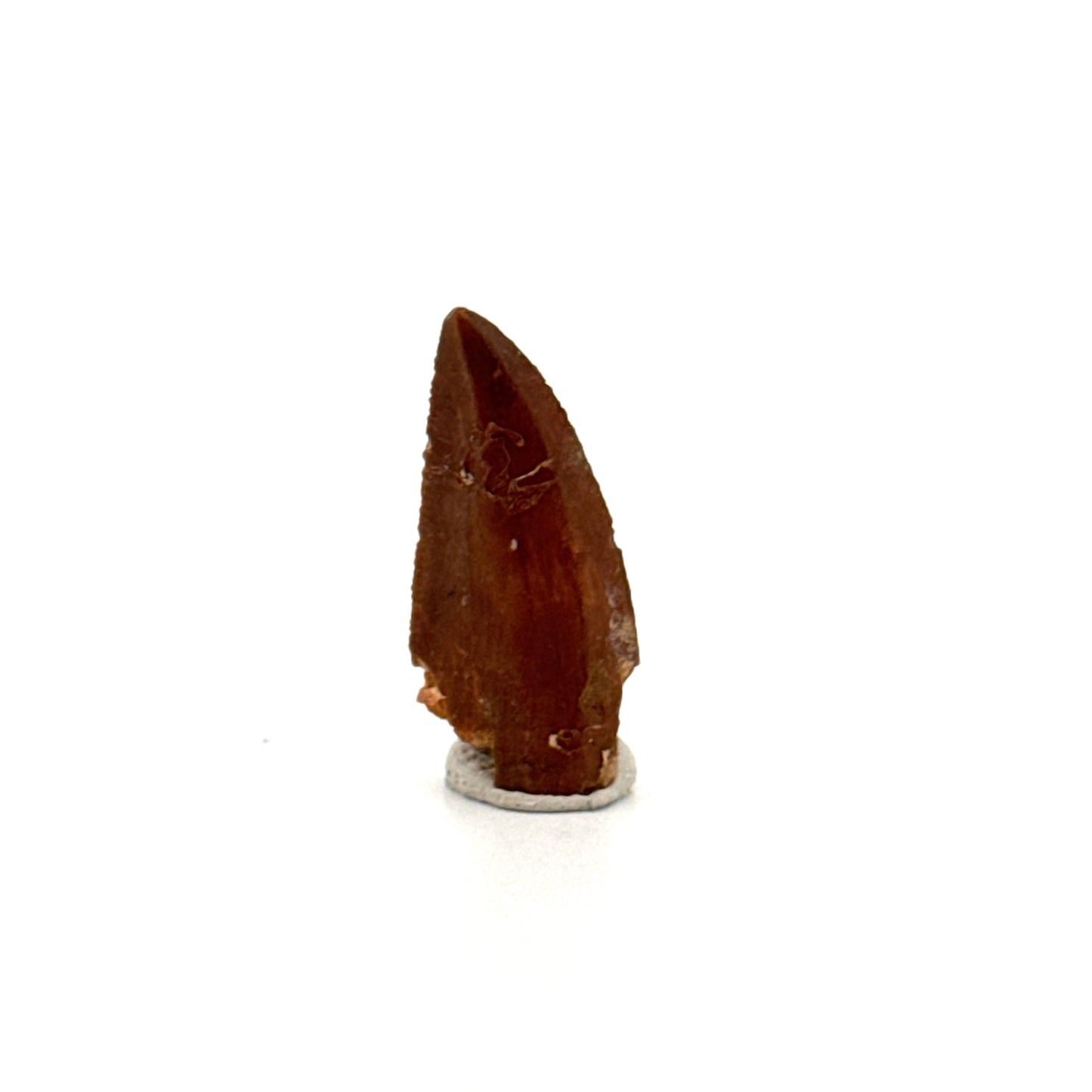 Abelisaurid fossil dinosaur tooth from Kem Kem, Morocco (0.94")