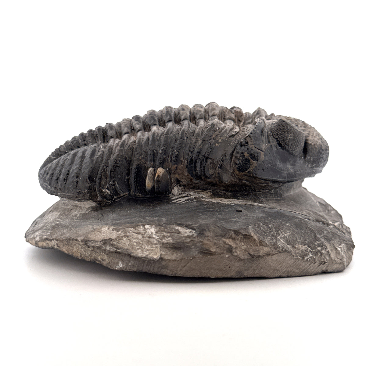 Drotops megalomanicus Trilobite Fossil from Morocco | 3.96"