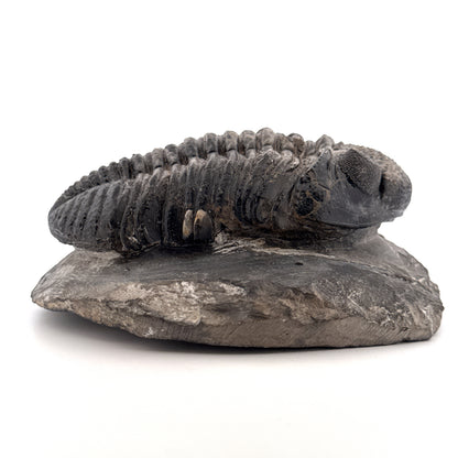 Drotops megalomanicus Trilobite Fossil from Morocco | 3.96"