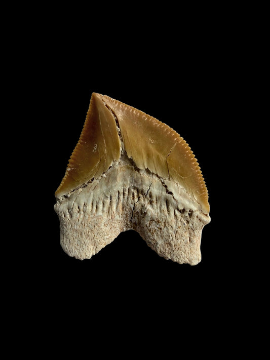 Squalicorax pristodontus shark tooth fossil from Morocco | 1.15"