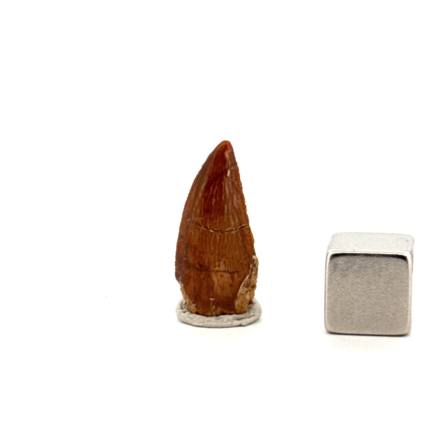 Abelisaurid fossil dinosaur tooth from Kem Kem, Morocco (0.82")
