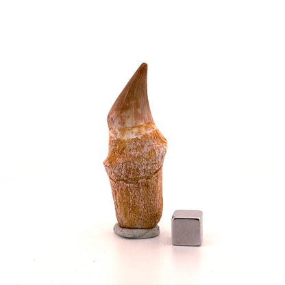 Mosasaurus tand met wortel uit het Laat-Krijt, Marokko (2.31 inch)