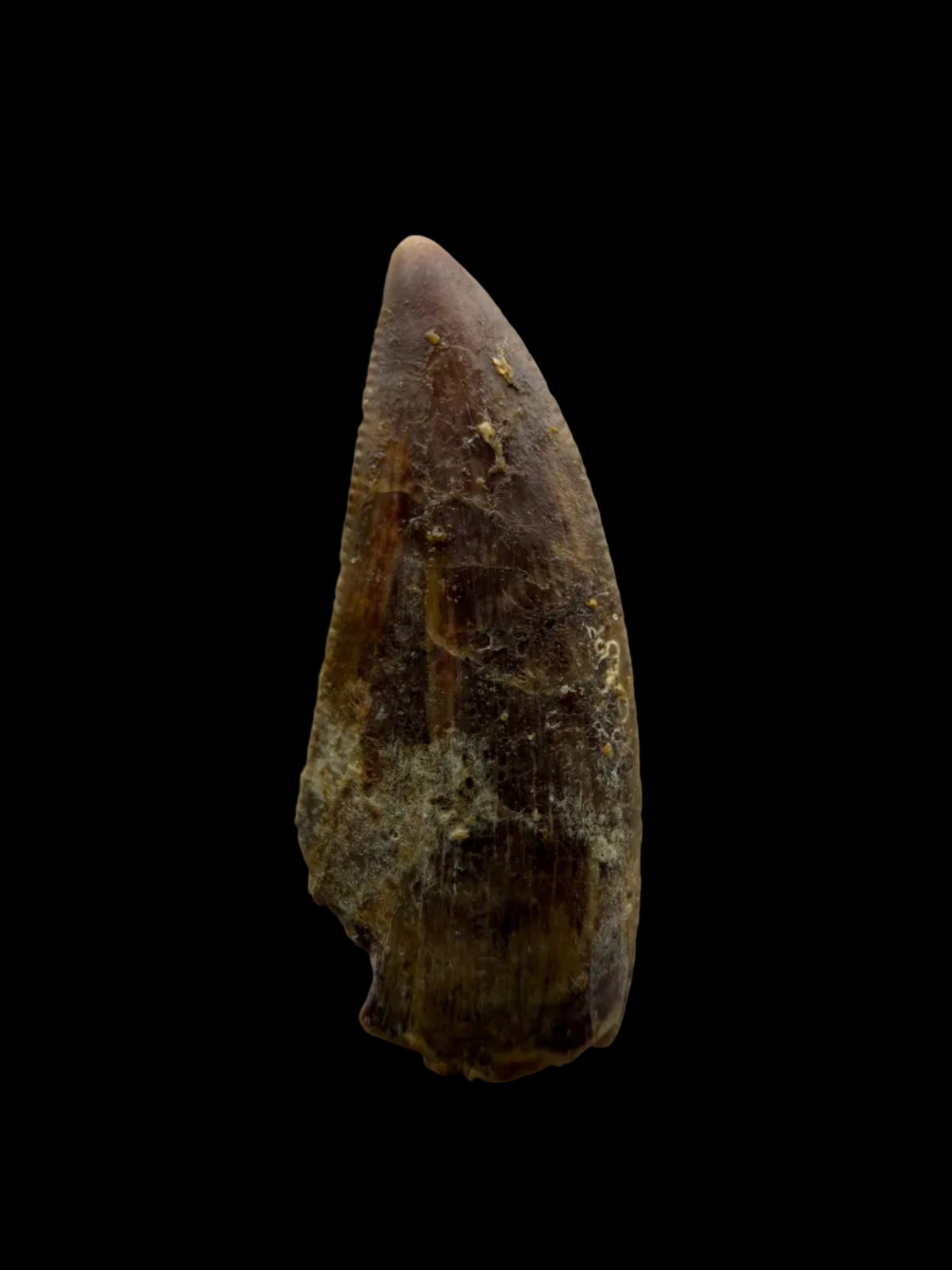 Kryptops palaios Fossil Dinosaur Tooth from Cretaceous, Niger (0.92")