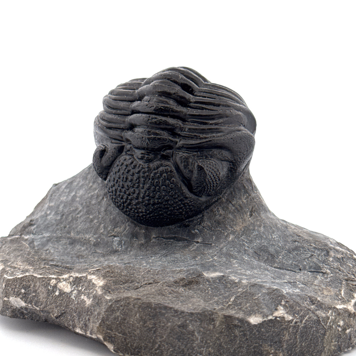 Large Devonian Phacopid Trilobite from Morocco | 3.10"