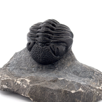 Large Devonian Phacopid Trilobite from Morocco | 3.10"