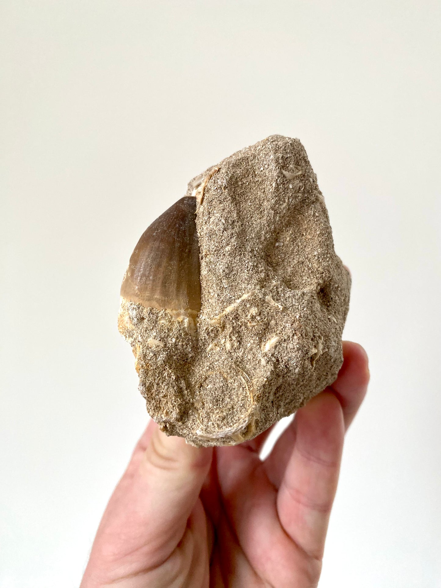 A close-up of a Mosasaurus fossil tooth placed on a beige matrix, held by a human hand.