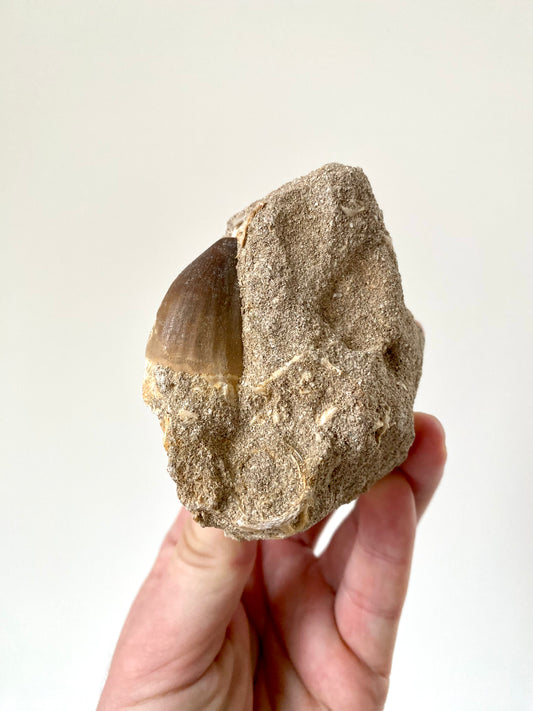 A close-up of a Mosasaurus fossil tooth placed on a beige matrix, held by a human hand.