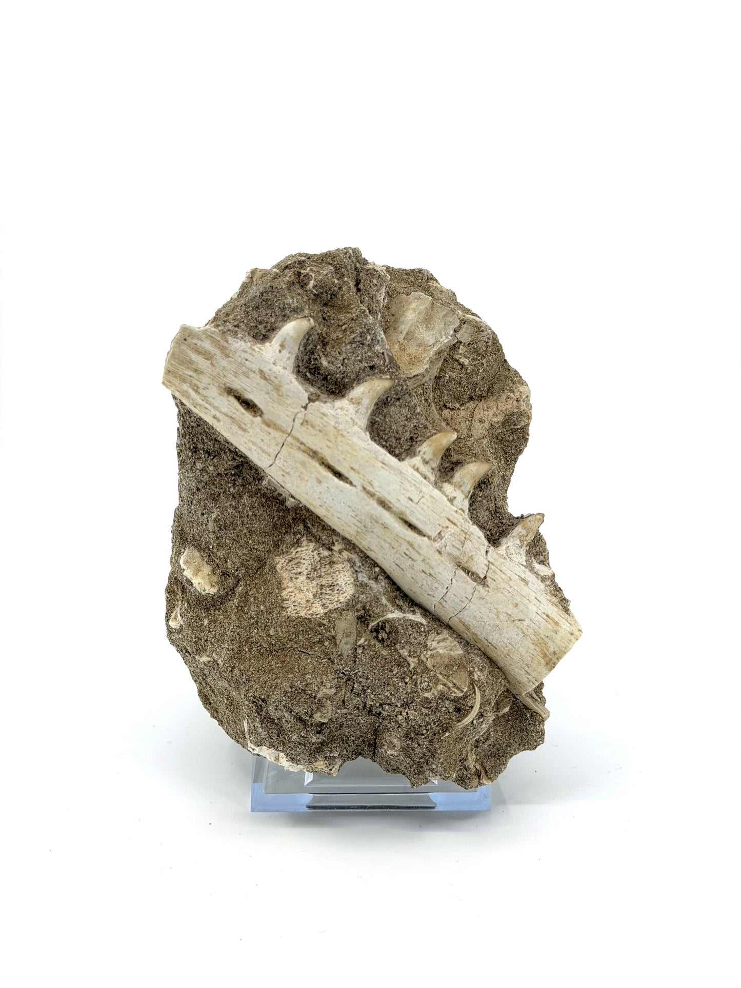 Halisaurus Arambourgi Kaakfragment met 5 Tanden op Matrix – Marokko