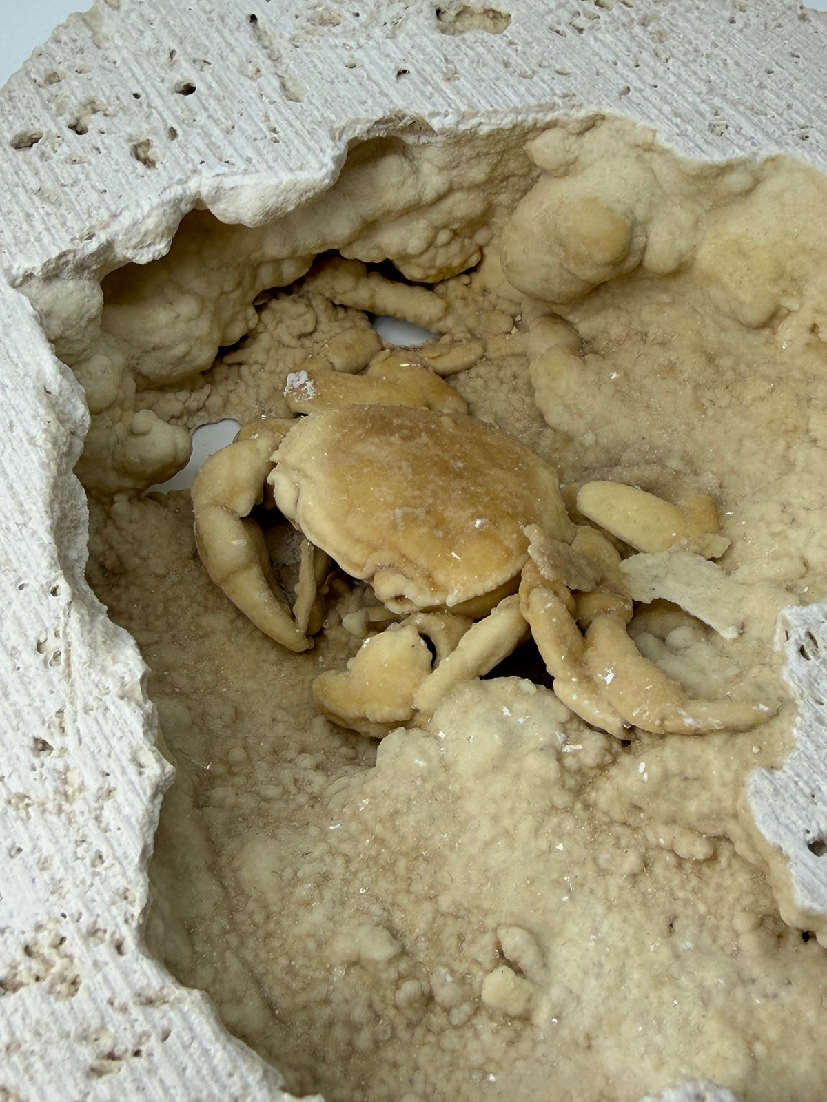 Exceptional Potamon Fossil Crab on Travertine Matrix (2.50") from Pleistocene, Turkey