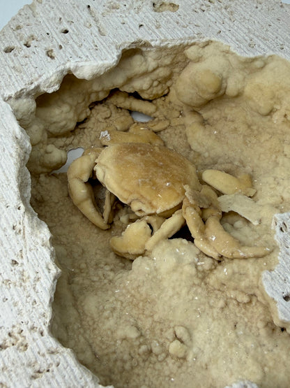 Exceptional Potamon Fossil Crab on Travertine Matrix (2.50") from Pleistocene, Turkey