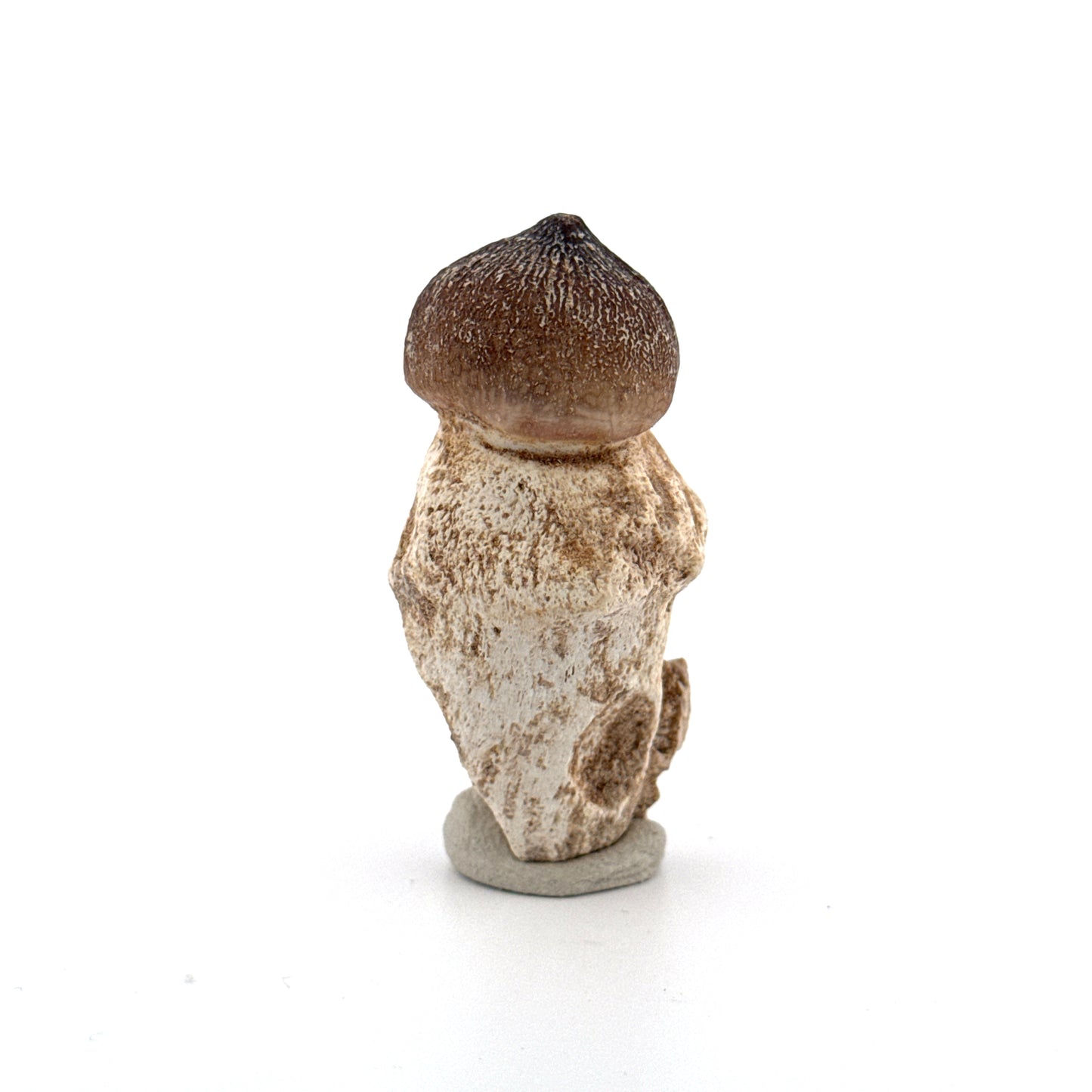 Globidens phosphaticus tooth with natural root from Cretaceous, Morocco (2.09")