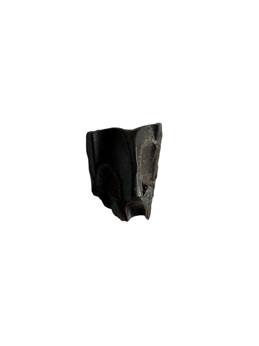 Edmontosaurus Fossil Tooth Fragment (0.34") - Cretaceous, Hell Creek Formation, USA