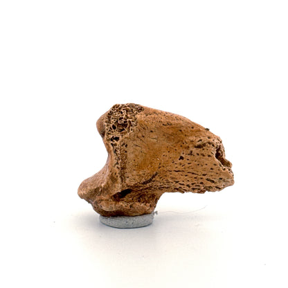 Cave Bear Claw (Ursus spelaeus), Distal phalanx Fossil (1.46") from Pleistocene, Romania