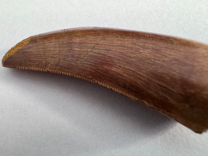 Carcharodontosaurus fossiele tand, Krijt dinosaurus tand uit Kem Kem Beds, Marokko (1,93 inch)