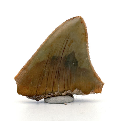 Megalodon Tandfragment uit Indonesië | 1,75 inch