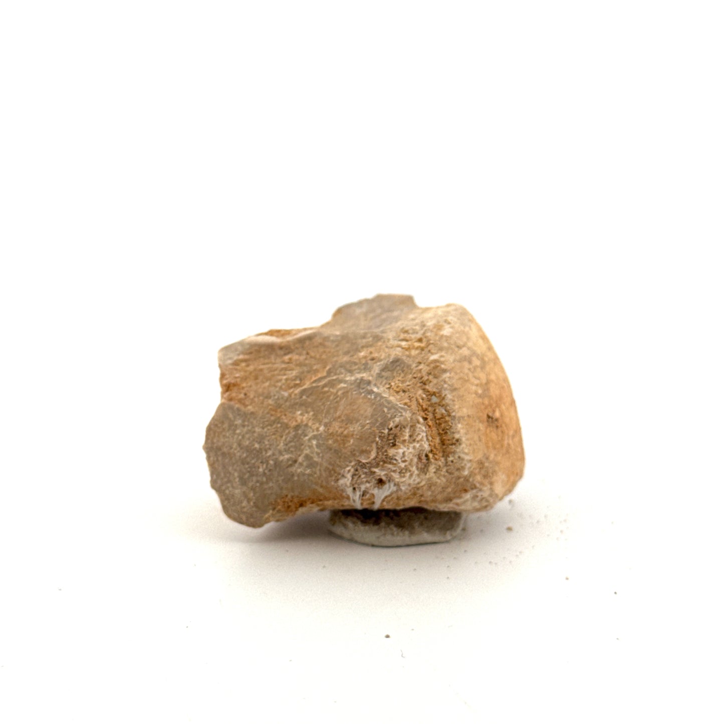Small Mosasaur caudal vertebra from Late Cretaceous, Morocco (1.38")