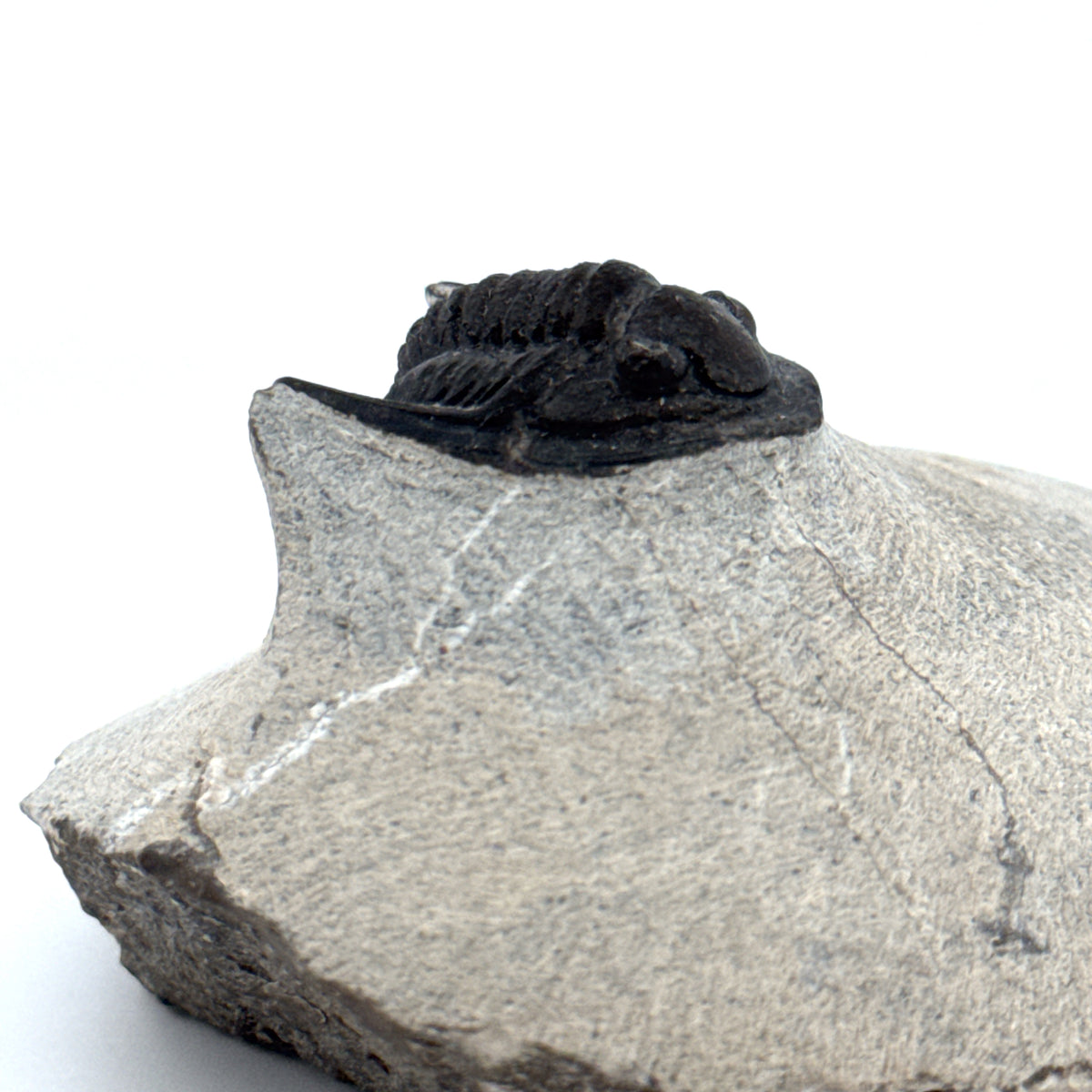 Devonian Proetid Trilobite from Morocco | 1"
