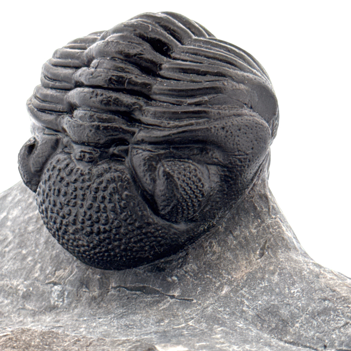 Large Devonian Phacopid Trilobite from Morocco | 3.10"
