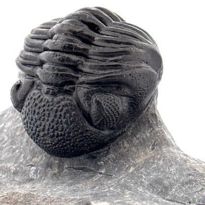 Large Devonian Phacopid Trilobite from Morocco | 3.10"