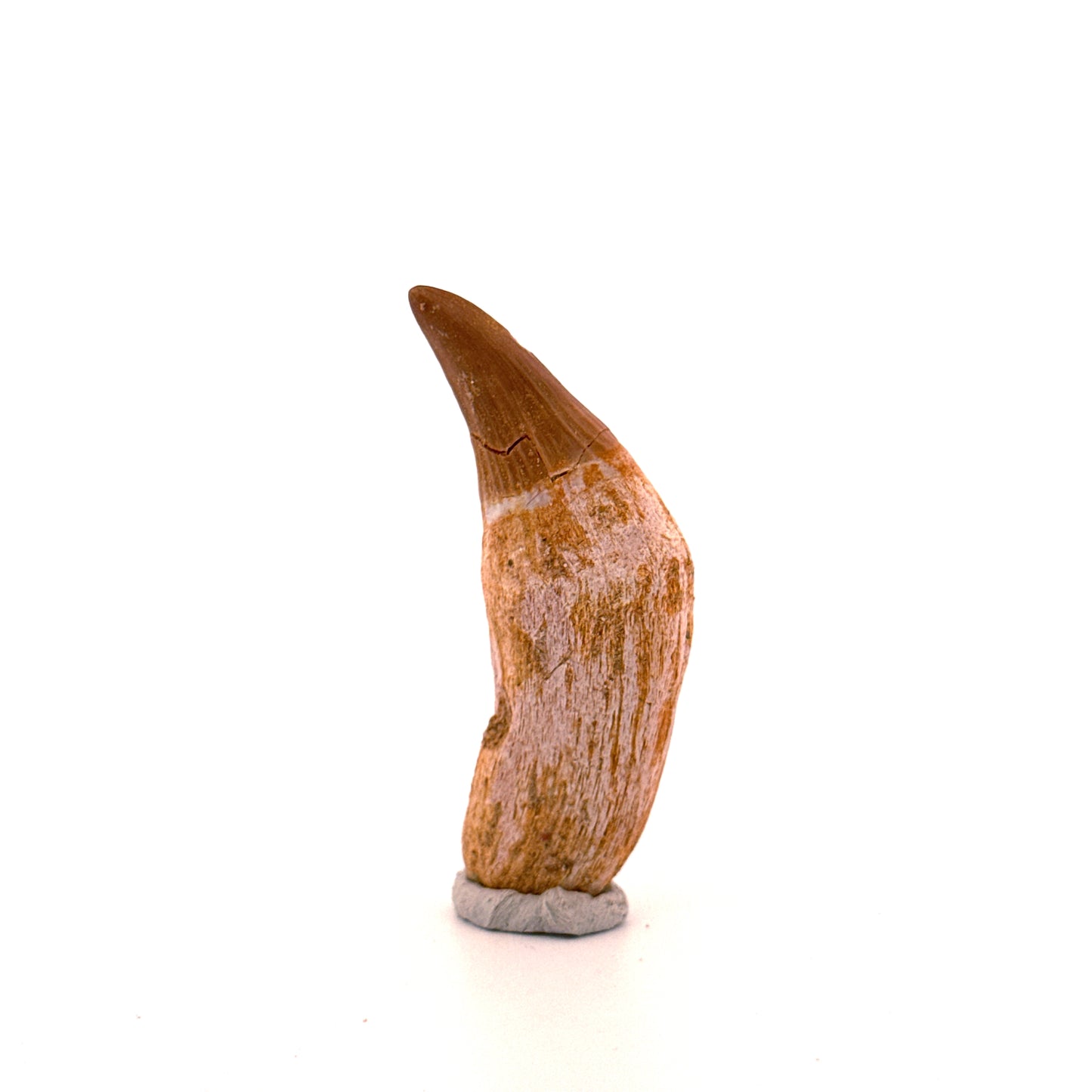 Gavialimimus almaghribensis Mosasaurus tand, Laat Krijt, Marokko (2.29 inch)
