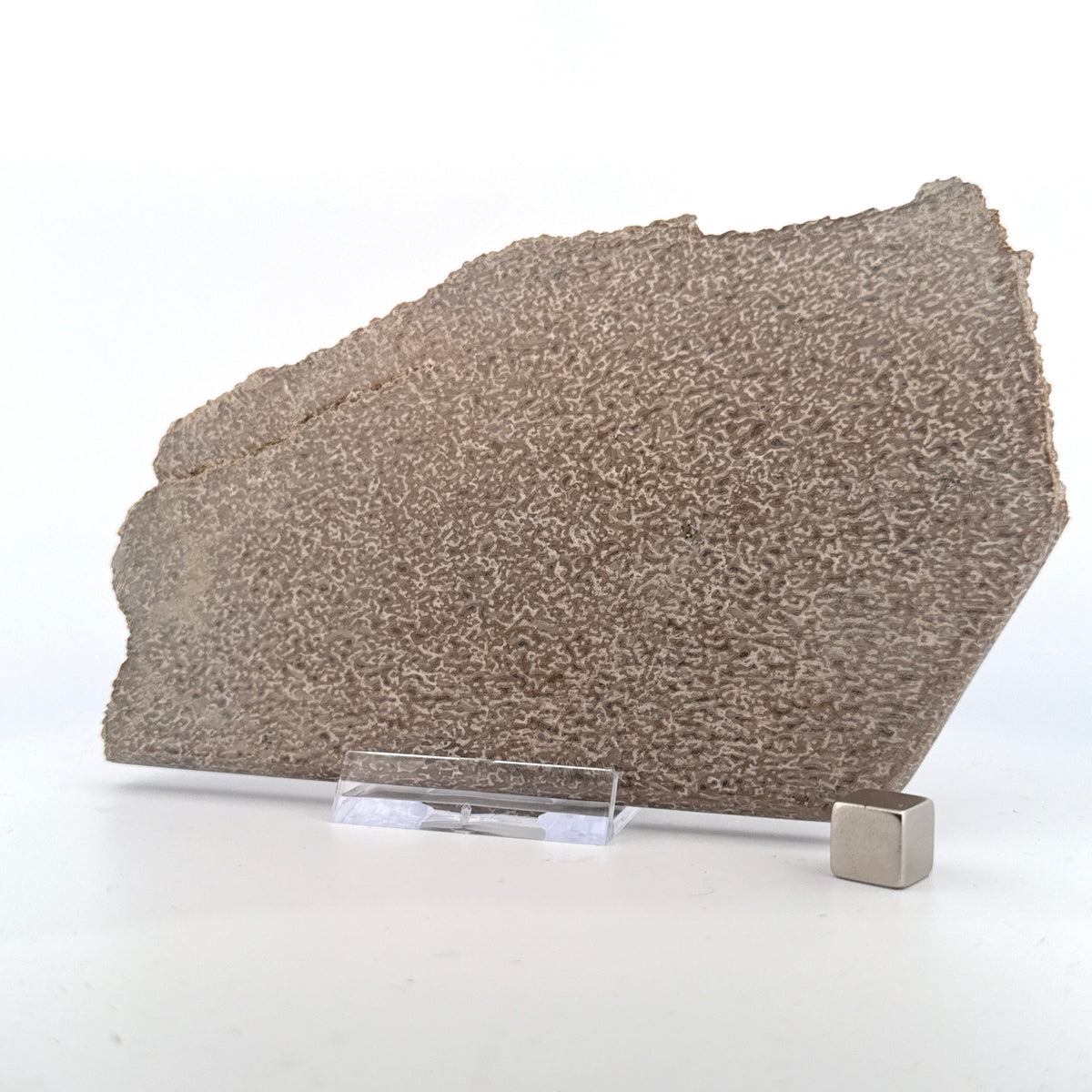 Polished Jurassic Sauropod Dinosaur Bone | 261 Grams