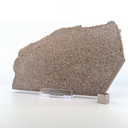 Polished Jurassic Sauropod Dinosaur Bone | 261 Grams