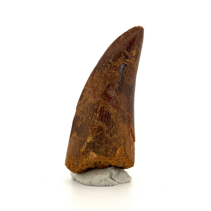 Carcharodontosaurus fossiele tand, Krijt dinosaurus tand uit Kem Kem Beds, Marokko (2,53 inch)