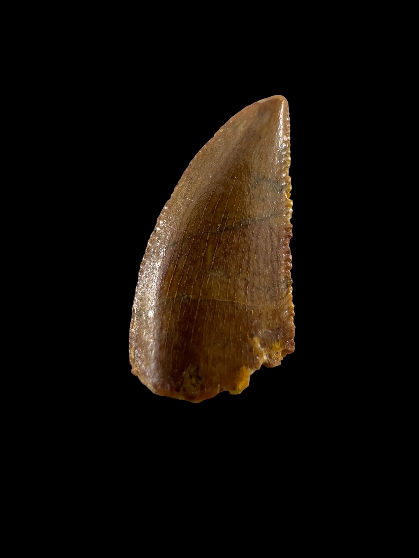 Fossiele tand van een Abelisauride dinosaurus uit Kem Kem, Marokko (0,49 inch)