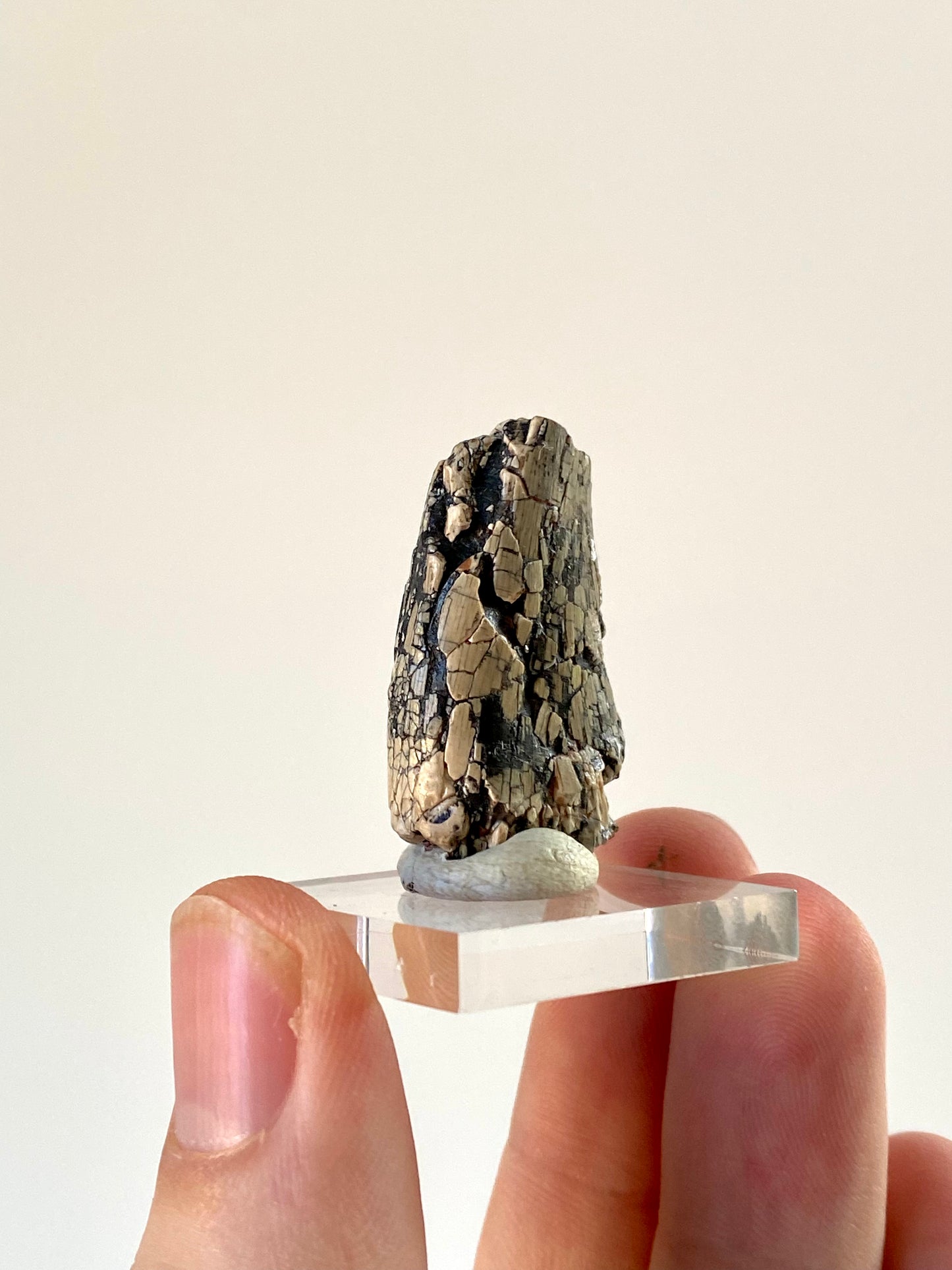 Fossiele dinosaurustand van Afrovenator abakensis (1,25 inch) - Jura, Niger