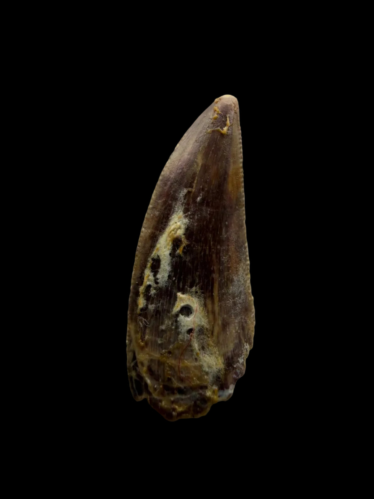 Kryptops palaios Fossil Dinosaur Tooth from Cretaceous, Niger (0.92")
