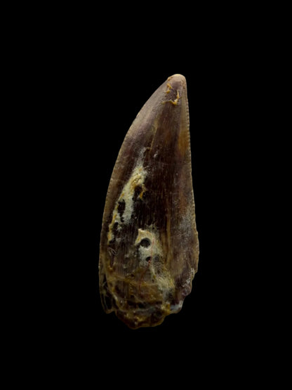 Kryptops palaios Fossil Dinosaur Tooth from Cretaceous, Niger (0.92")