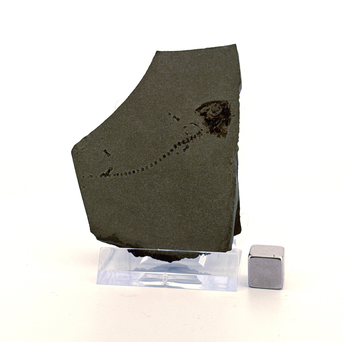 Permisch temnospondyle amfibiefossiel uit Duitsland | 1,73 inch