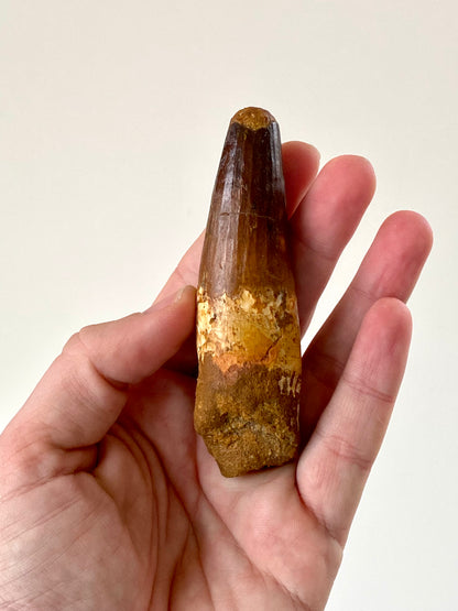 Spinosaurus Maroccanus fossiele tand (4,08 inch) – Laat-Krijt, Marokko