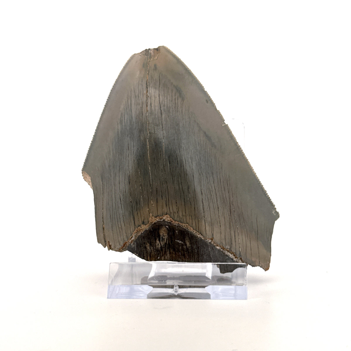Megalodon Tandfragment uit Indonesië | 3,18 inch