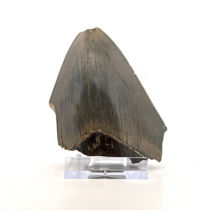Megalodon Tandfragment uit Indonesië | 3,18 inch