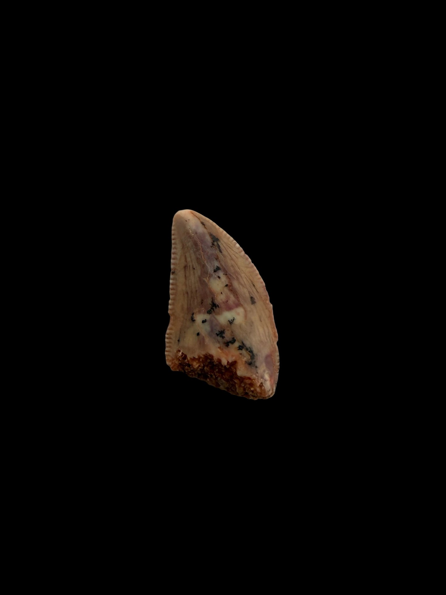 Fossiele tand van een Abelisauride dinosaurus uit Kem Kem, Marokko (0,40 inch)